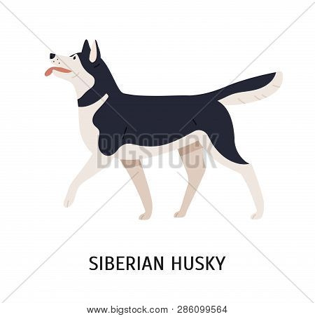 Siberian Husky. Charming Playful Working Or Sled Dog Of Northern Breed Isolated On White Background.