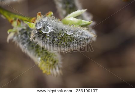 Early Spring Flowering Male Catkins (pussy Willow, Grey Willow, Goat Willow). Branches With Expanded