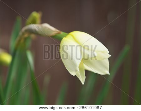 White And Yellow Narcissus Daffodil Flower Outdoors In Spring. Close-up