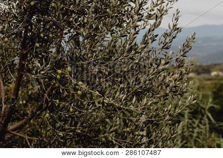 Russian olives on a tree