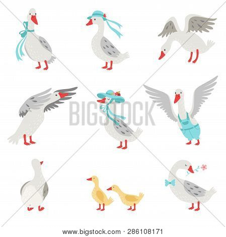 Collection Of Geese And Goslings In Different Situations, White Birds Cartoon Characters Vector Illu