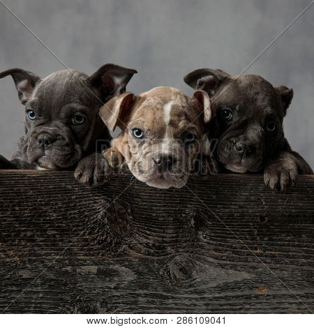 adorable american bully puppies in a wooden box on grey background