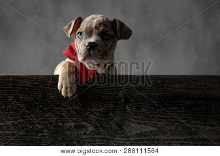 adorable brown spotted american bully puppy dog wearing bowtie inside a wooden box on grey background