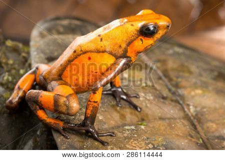 Poison dart frog, Oophaga histrionica. A small poisonous animal from the rain forest of Colombia. 