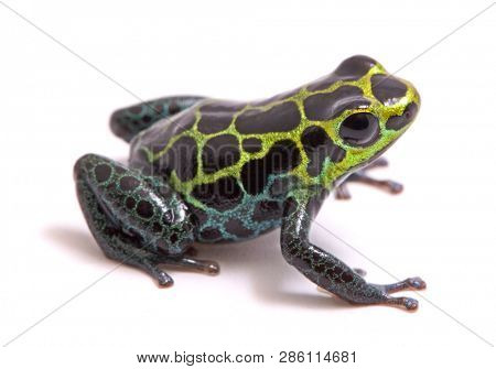 Small poison dart or arrow frog, Ranitomeya variabilis. Macro of a beautiful rain forest animal from the Amazon jungle of Peru. Isolated on a white background.