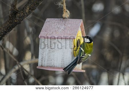 A Small Yellow Tit Sits On A Yellow Bird And Squirrel Feeder House From Plywood In The Park