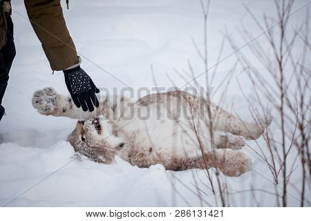 Abordable Eurasian Lynx, Portrait In Winter Field