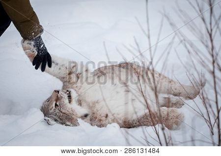 Abordable Eurasian Lynx, Portrait In Winter Field