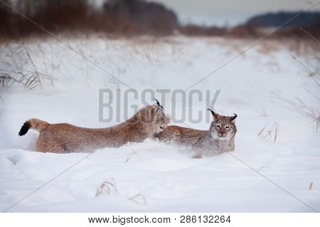Abordable Eurasian Lynx, Portrait In Winter Field