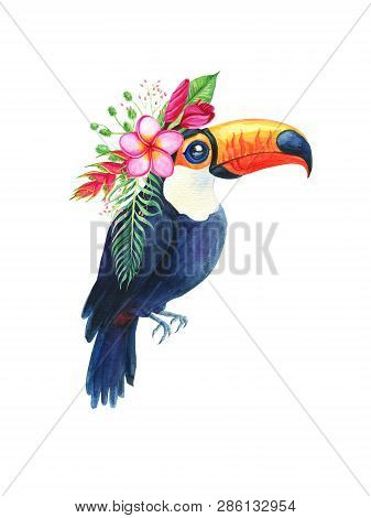 Toucan Watercolor Tropical Exotic Bird Drawing Isolated On White Background. Watercolor Hand Painted