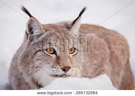 Abordable Eurasian Lynx, Portrait In Winter Field