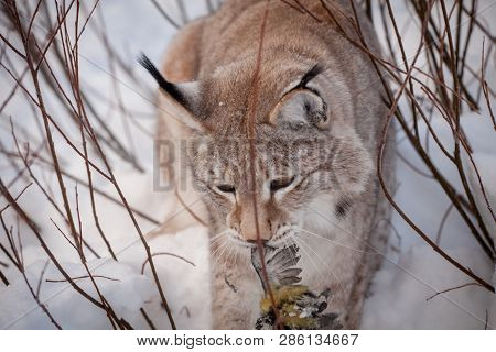 Abordable Eurasian Lynx, Portrait In Winter Field
