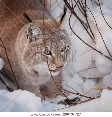 Abordable Eurasian Lynx, Portrait In Winter Field
