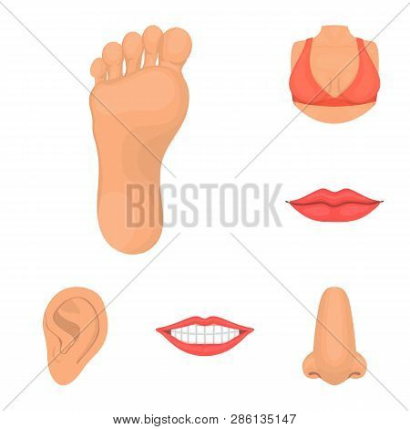 Vector Design Of Body And Part Sign. Collection Of Body And Anatomy Vector Icon For Stock.