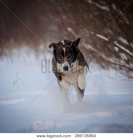 Mixed Breed Dog In The Winter Field