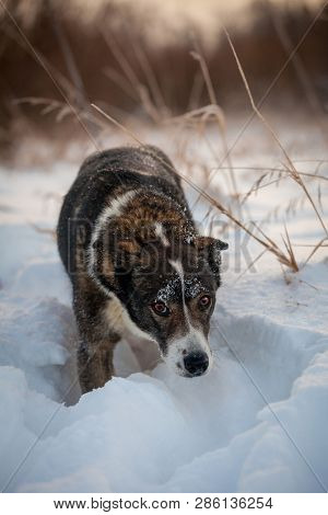 Mixed Breed Dog In The Winter Field