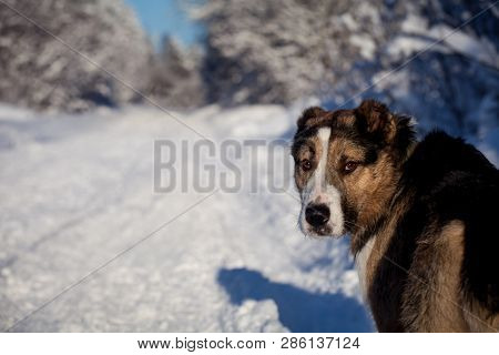 Mixed Breed Dog In The Winter Field