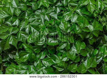 Green Natural Background From Fresh Leaves Of The Plant Rodermahera.