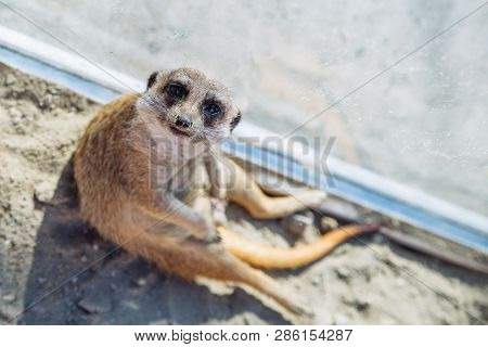 Little Surakat Sitting In Funny Pose. Zoo Life