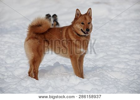 Cute Red Shiba Inu Is Standing On The White Snow. Pet Animals. Purebred Dog.