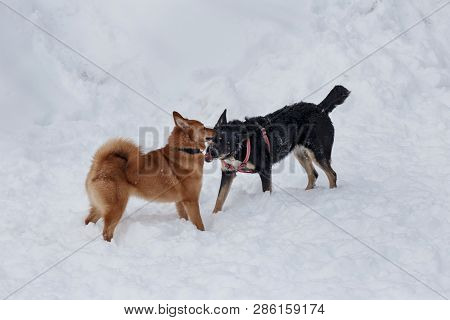 Cute Shiba Inu And Black Mongrel Are Playing On The White Snow. Pet Animals.