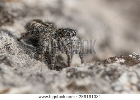 Jumping Spider Philaeus Chrysops In Czech Republic