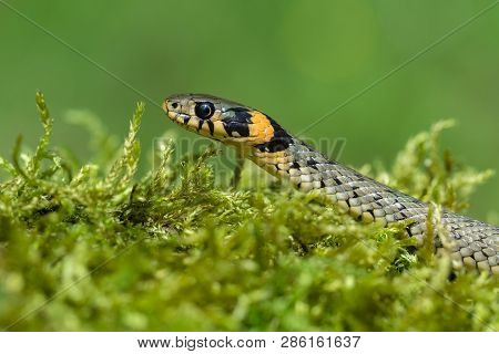 The Grass Snake Natrix Natrix In Czech Republic