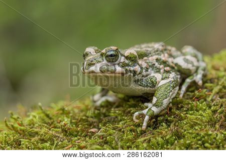 Green Toad Bufotes Viridis, Also Pseudepidalea Or Bufo In Czech Republic