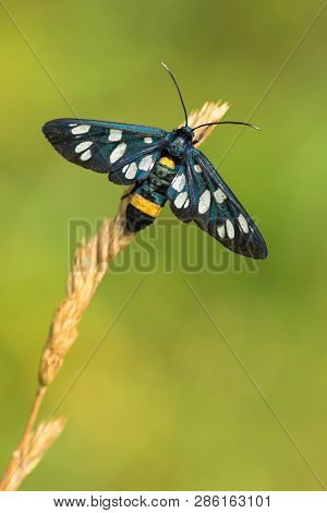 Nine-spotted Moth Or Yellow Belted Burnet, Amata Phegea, Formerly Syntomis Phegea, In Czech Republic