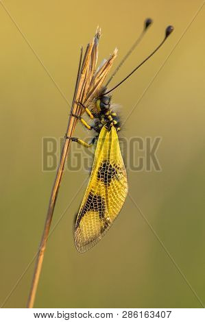 Beautiful Owlfly Libelloides Macaronius In Czech Republic