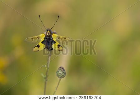 Beautiful Owlfly Libelloides Macaronius In Czech Republic