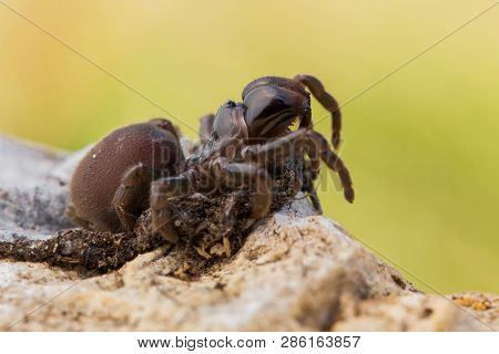 Brown Spider Atypus Muralis In Czech Republic