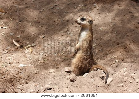 Meercat mirando desde el suelo