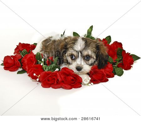 Cute Cavachon Puppy