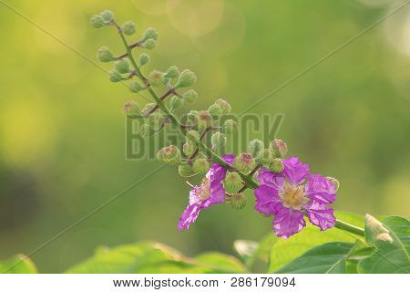 Lagerstroemia Calyculata Kurz Is Blooming In Summer.