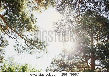 Amazing Background Of Pine Branches. Sunshine. Film Toned