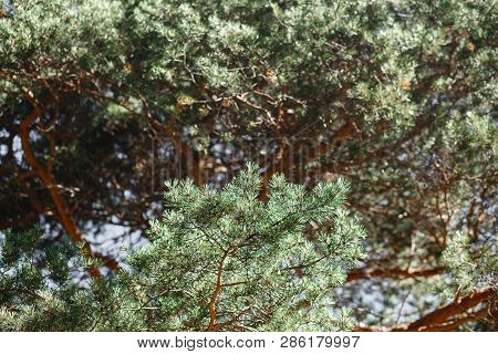 Amazing Background Of Pine Branches. Film Toned