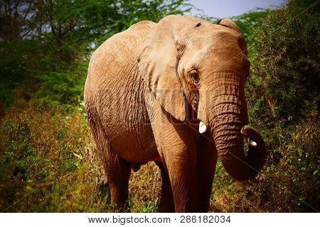 Image Of A Lovely Elephant In The Samburu National Park,
 In Kenya
