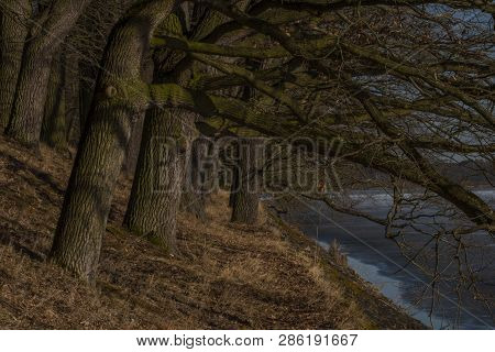 Coast Of Frosty Rozmberk Pond With Big Old Oak Tree In Winter Sunny Day
