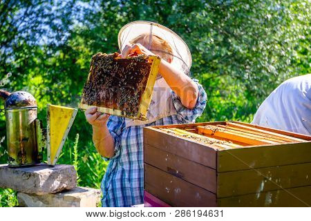 Barehanded Senior Woman, Beekeeper, Is Control Situation In Bee Colony.