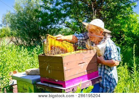 Barehanded Senior Woman, Beekeeper, Is Control Situation In Bee Colony.