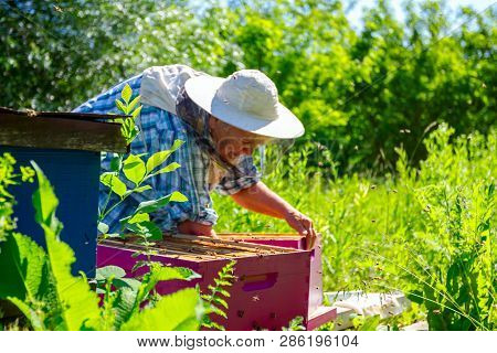 Barehanded Senior Woman, Beekeeper, Is Control Situation In Bee Colony.