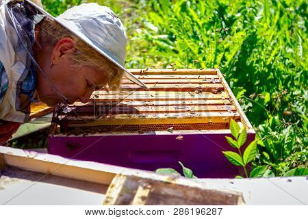 Barehanded Senior Woman, Beekeeper, Is Control Situation In Bee Colony.