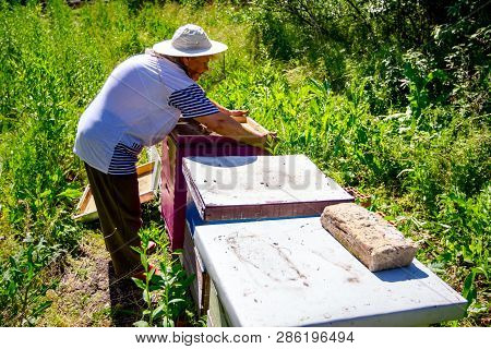 Barehanded Senior Woman, Beekeeper, Is Control Situation In Bee Colony.