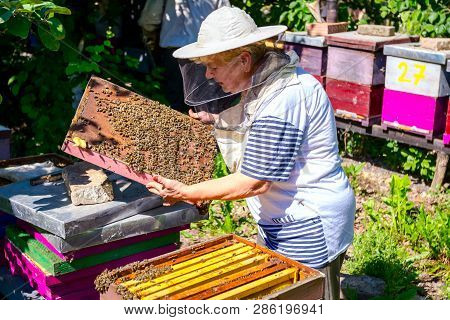 Barehanded Senior Woman, Beekeeper, Is Control Situation In Bee Colony.