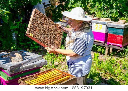 Barehanded Senior Woman, Beekeeper, Is Control Situation In Bee Colony.