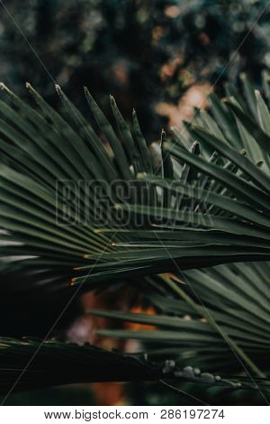 Green natural dwarf palmetto leaves