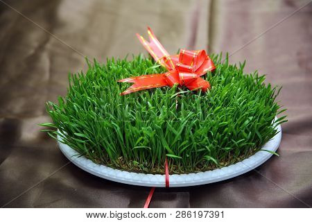 Green Semeni Stand Decorated With Purple Ribbon On Brown And Dark Background . Semeni On Brown Backg