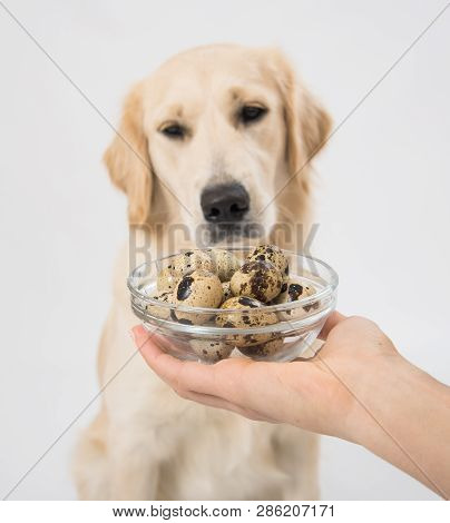 Quail Eggs In A Plate In The Hands Of A Man In Front Of Golden Retriever Over White