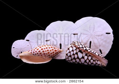 Sand Dollars og plettet muslinger